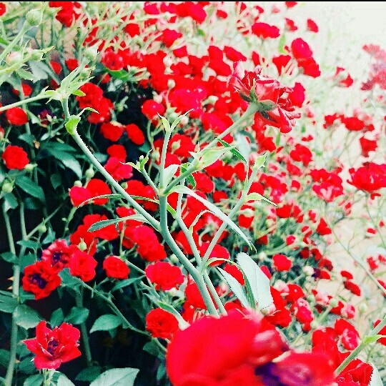 florescendo