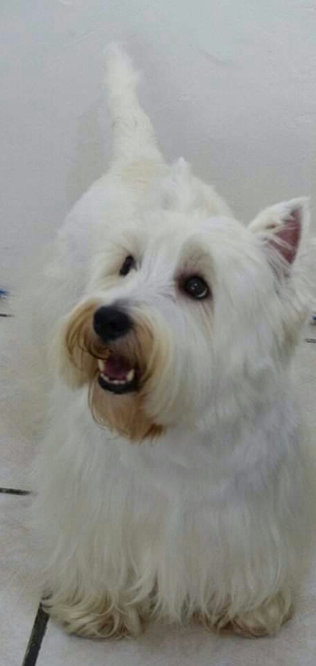 My Westie ♥