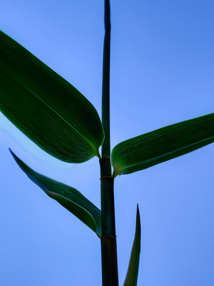Leaf