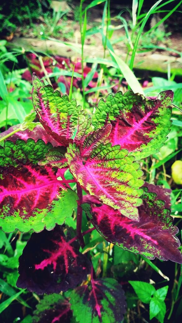 Leaf