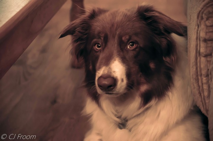 Dexter the Border Collie