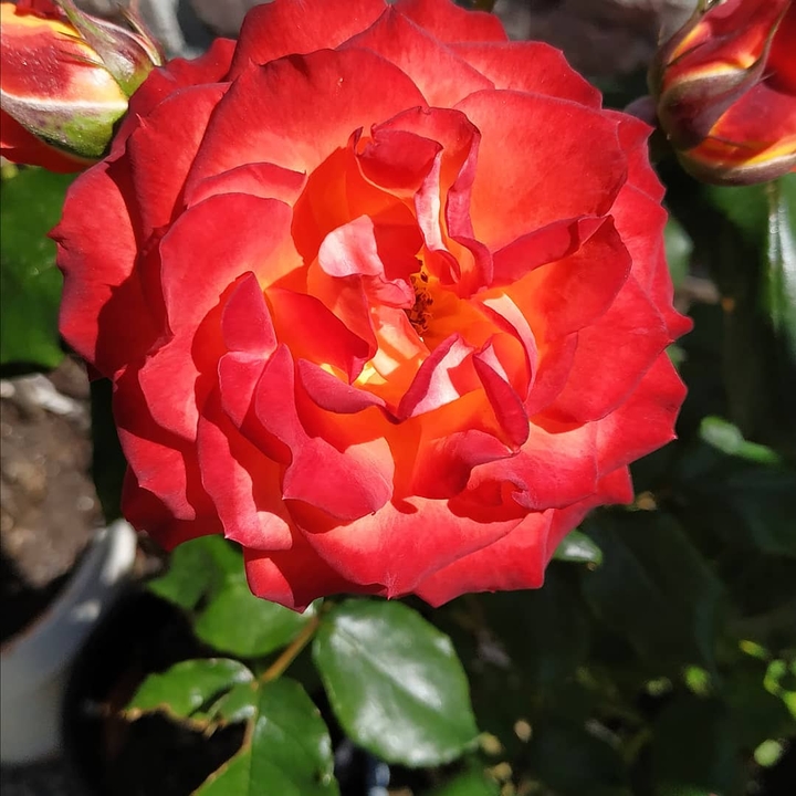 Flora Collection img-1