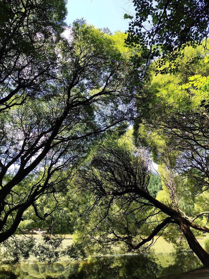 trees