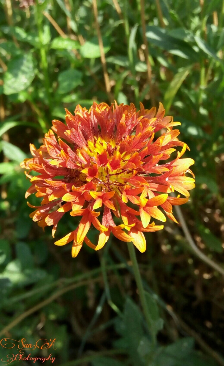 Flower shot