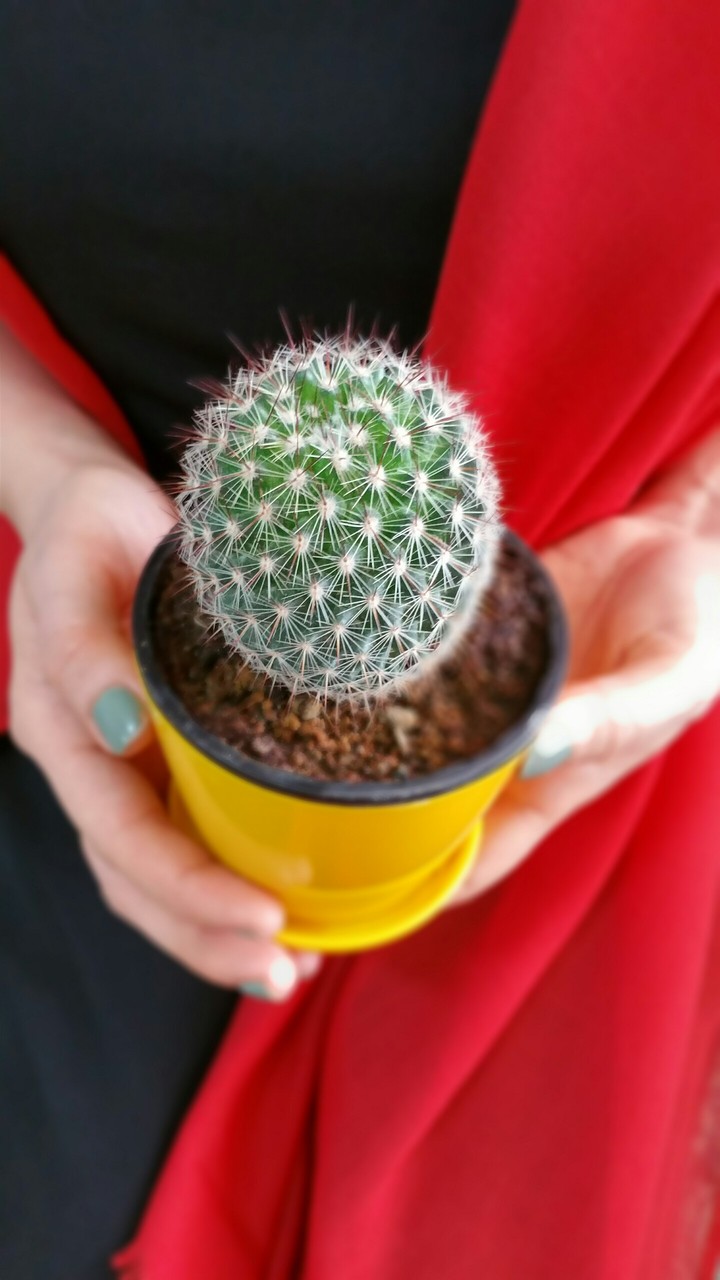 Cactus