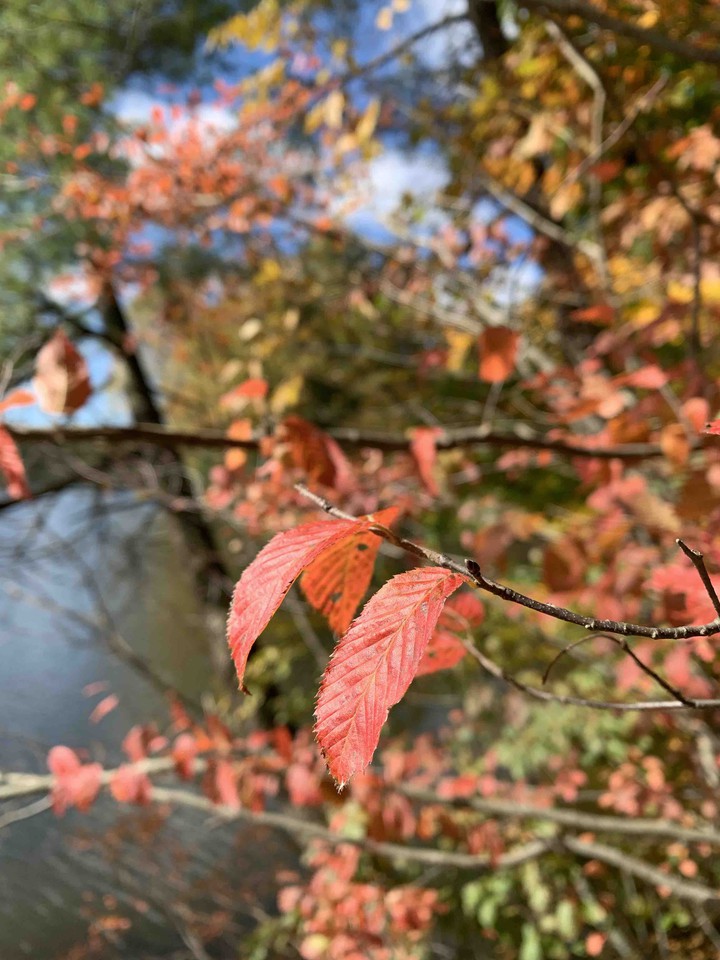fall leaves