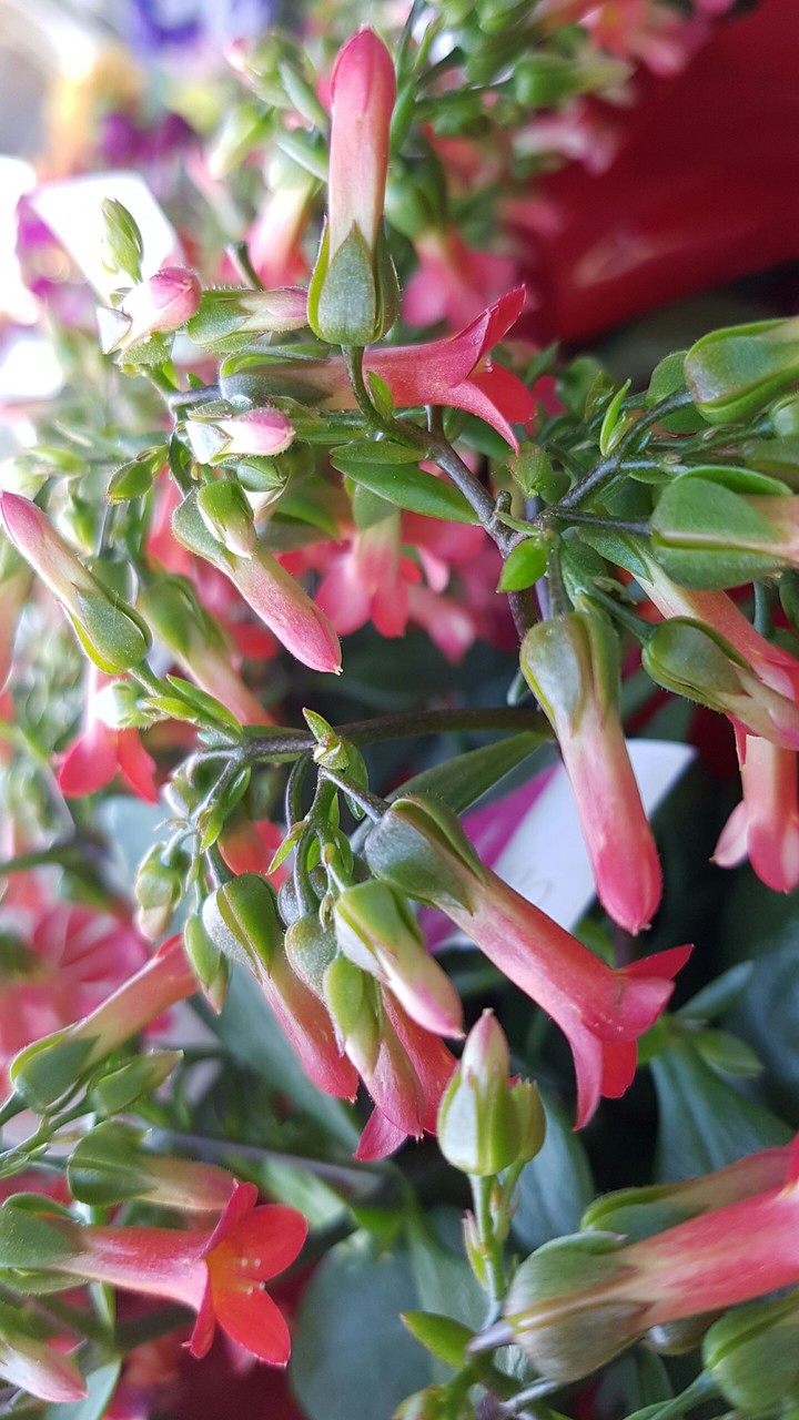 kalancoa in rosso...