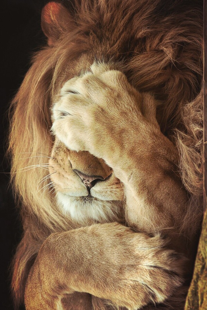 lion