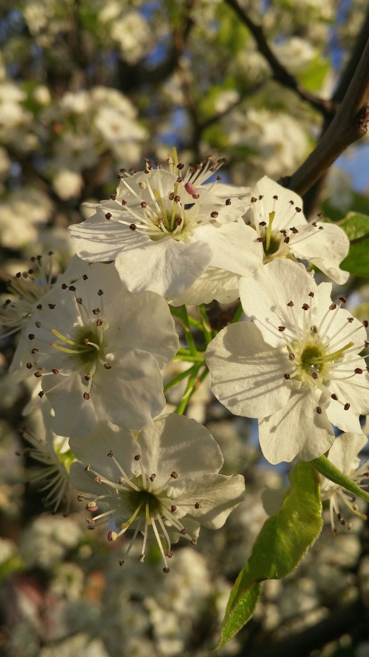 white flowers