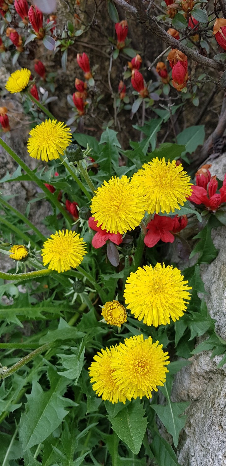 민들레