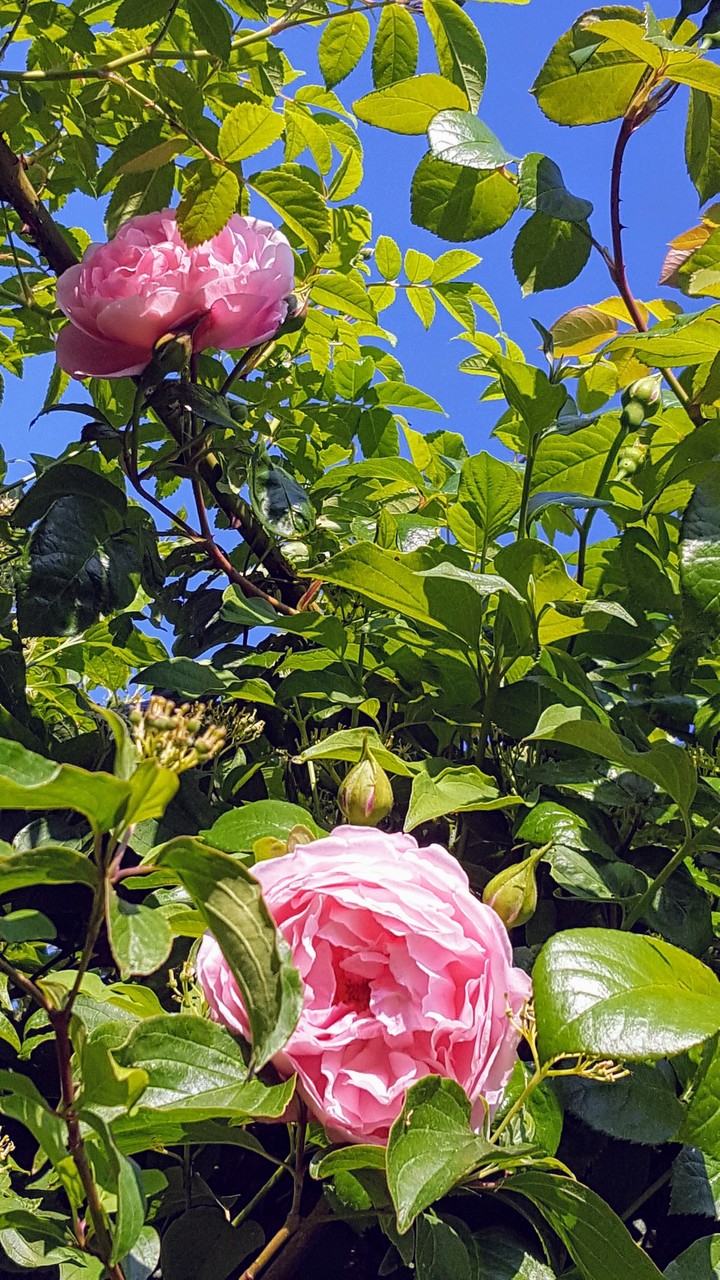 Love my garden☀️