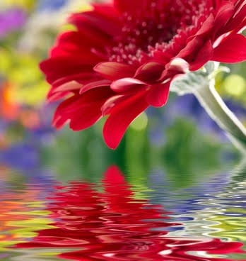 super flowers
