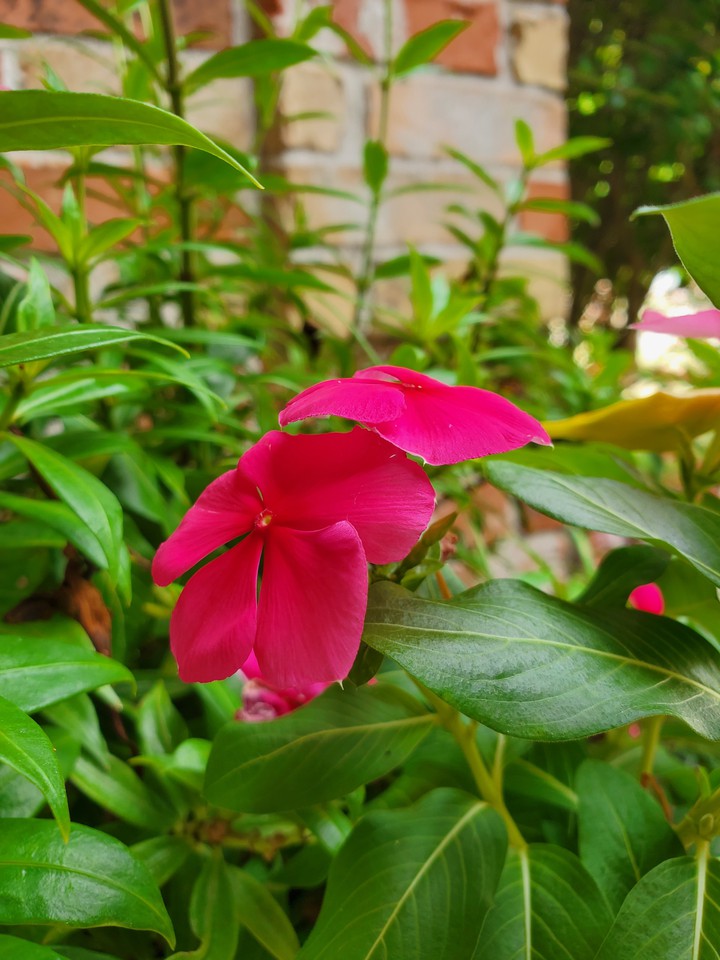 beautiful flower