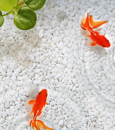 fish, orange háttérképek