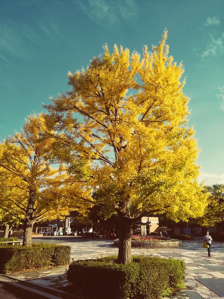 Ginkgo biloba