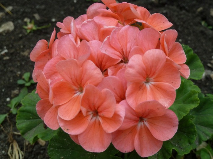 Geranium