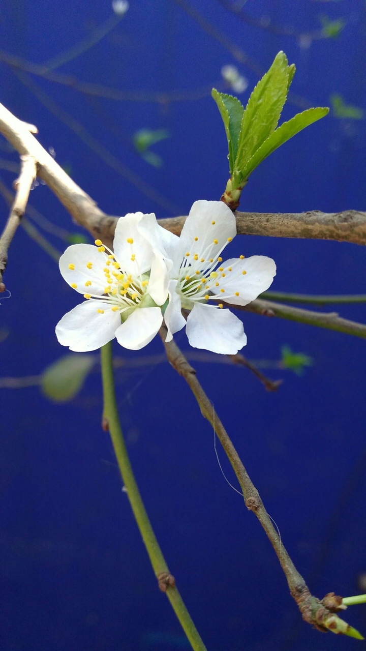 Frutal flower