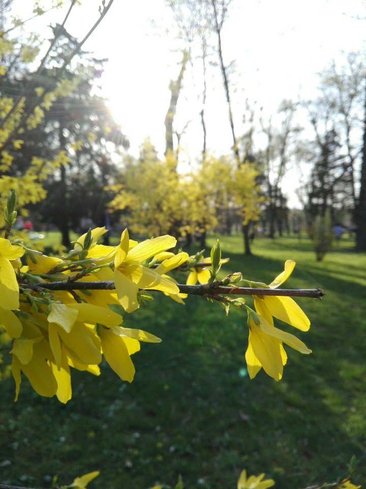 flower