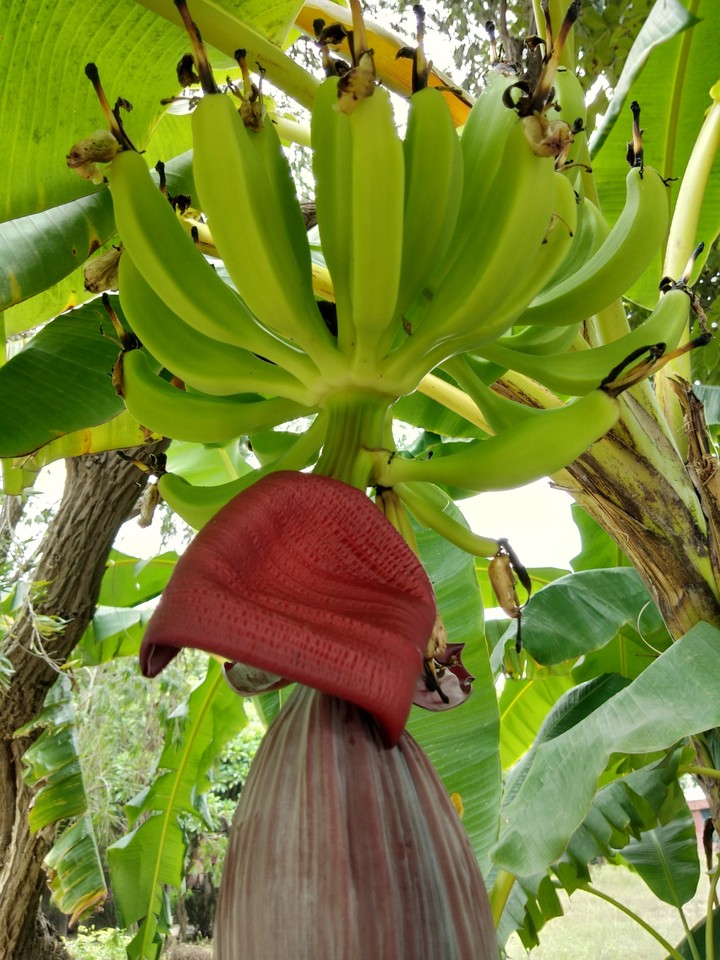 fress food
