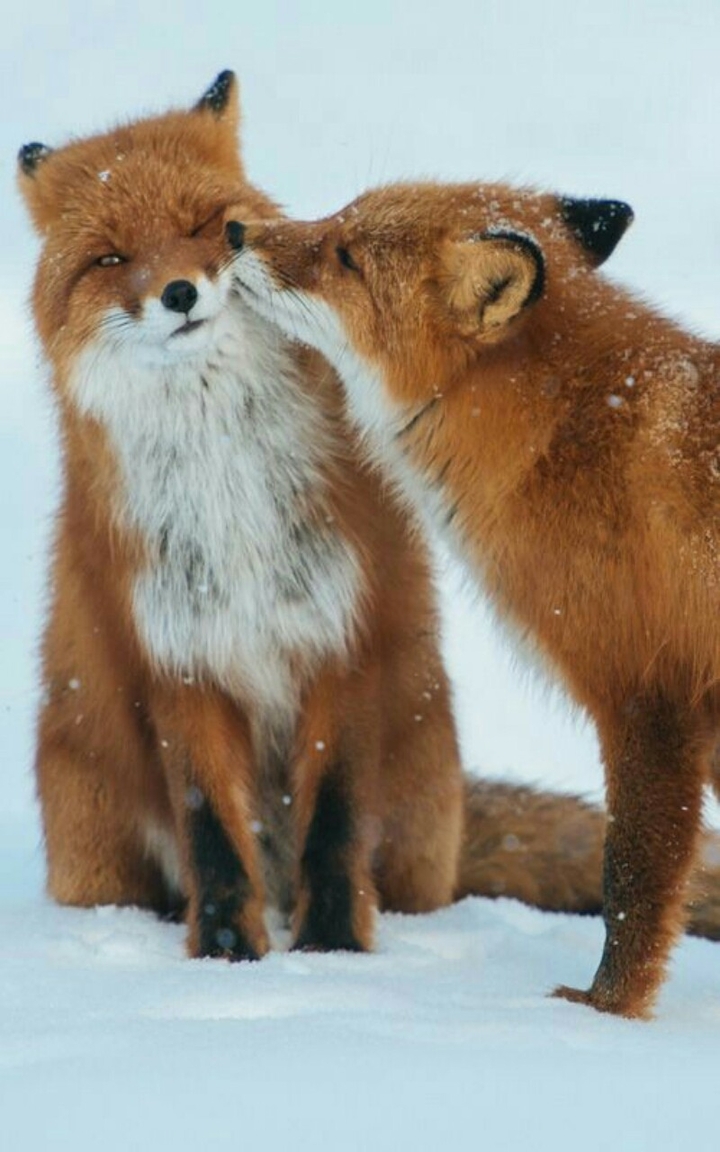 Red fox