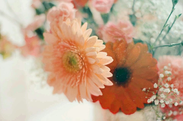 Flores