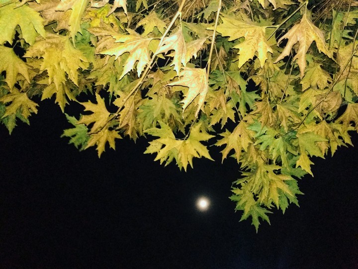 chinar under moonlight in Kashmir
