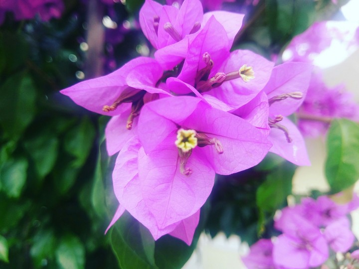 Flower