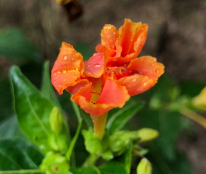 Flower