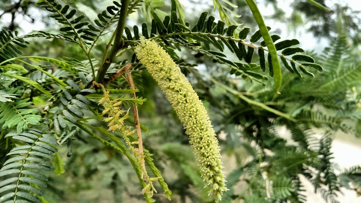 nature