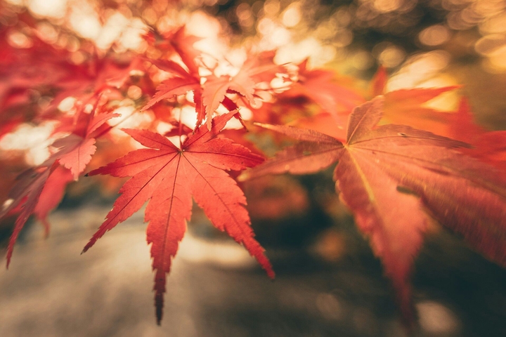 Feuilles rouge