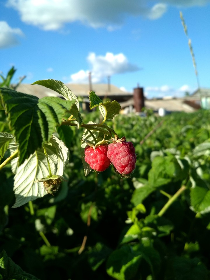 raspberry
