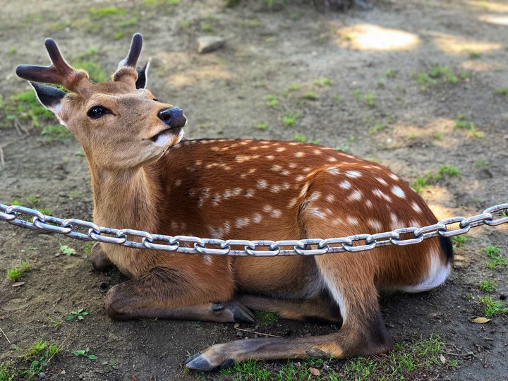 again deer 