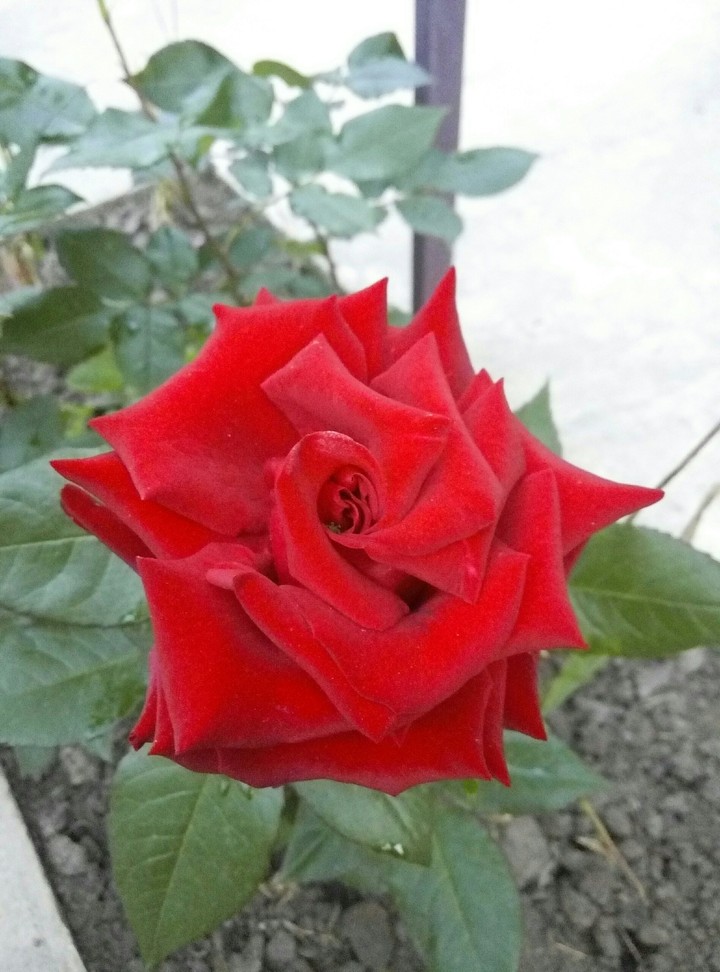 beautiful flower