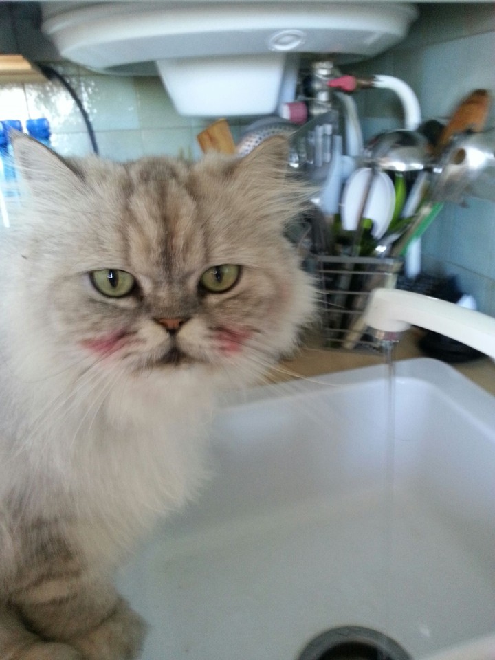 Make-up-cat