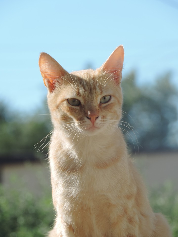 Котик