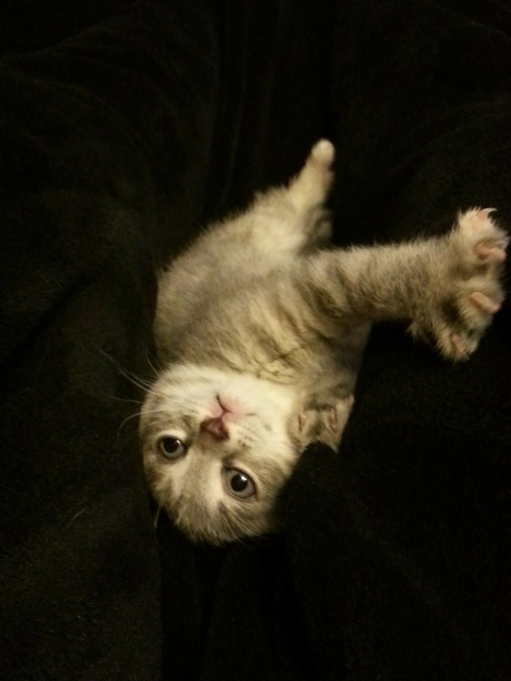 cat