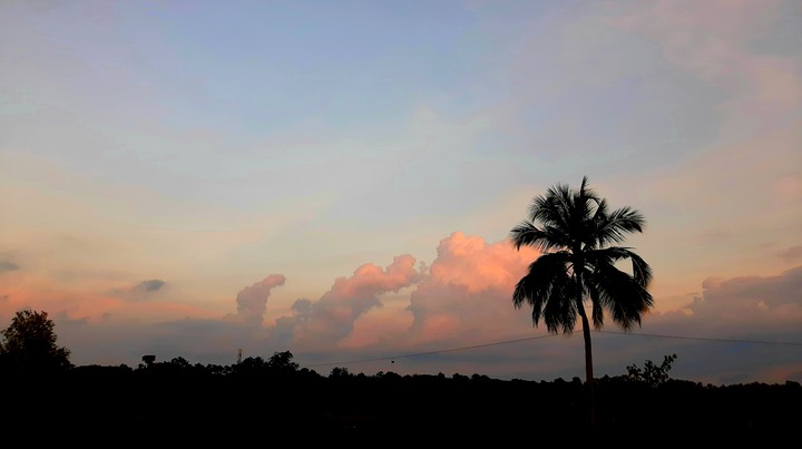 lonely coconut tree