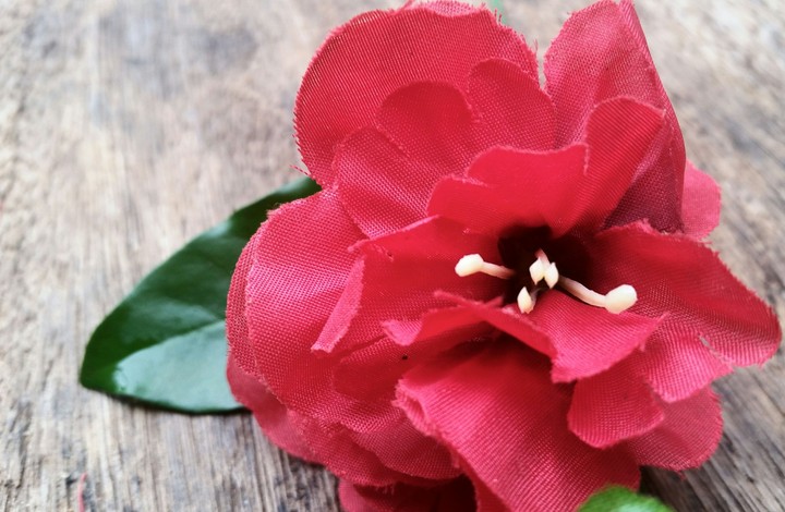 flor vermelha