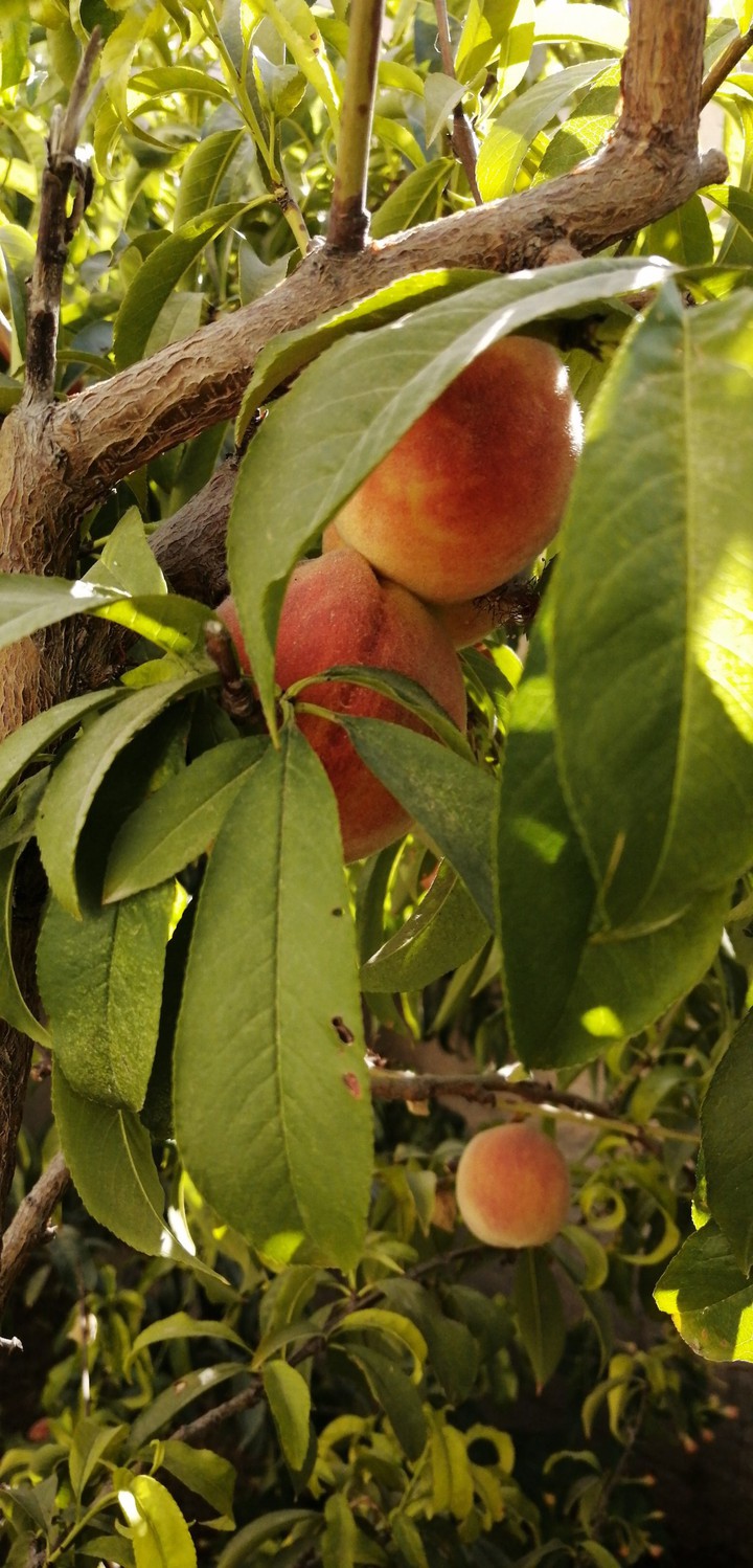 peach