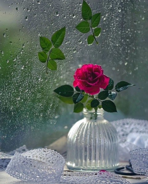 rose...