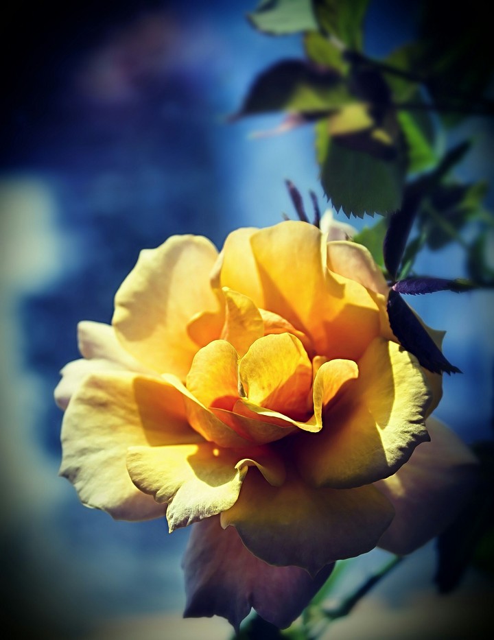 yellow rose