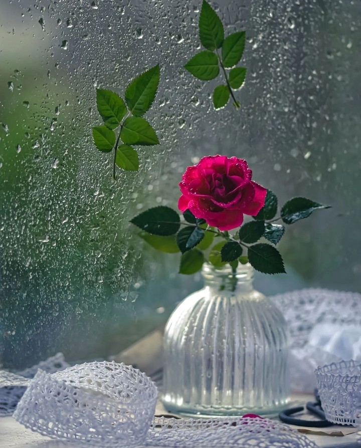 rose...