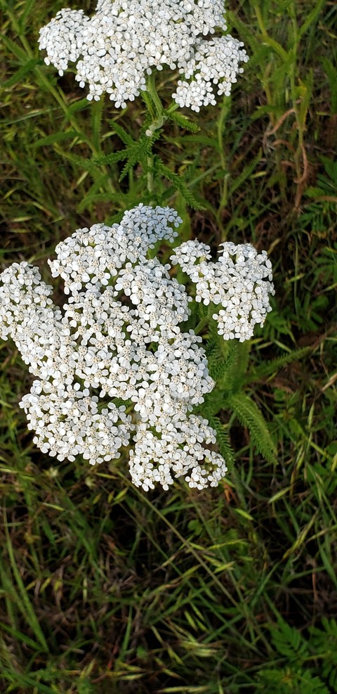 Wild carrot flowers