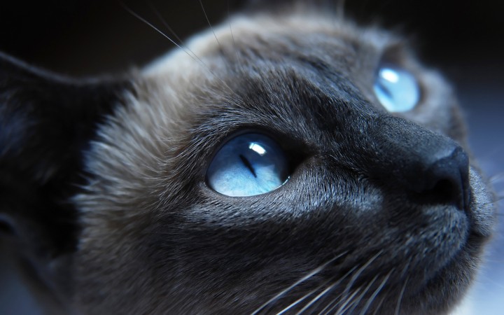 Kitty