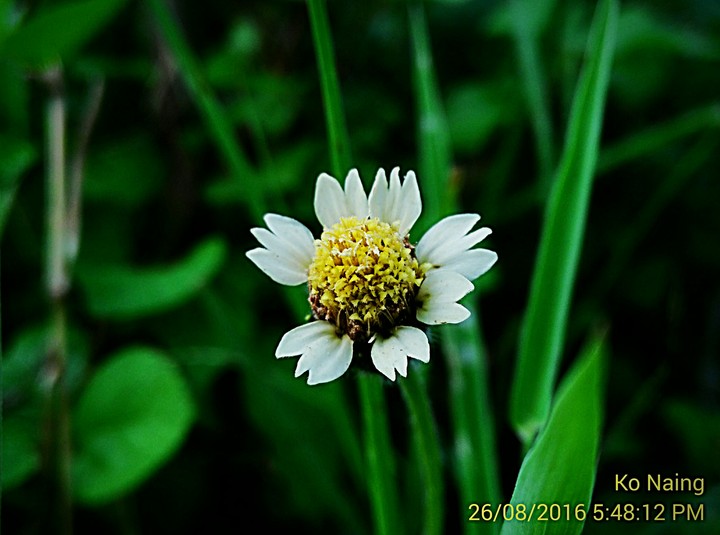 cute flower