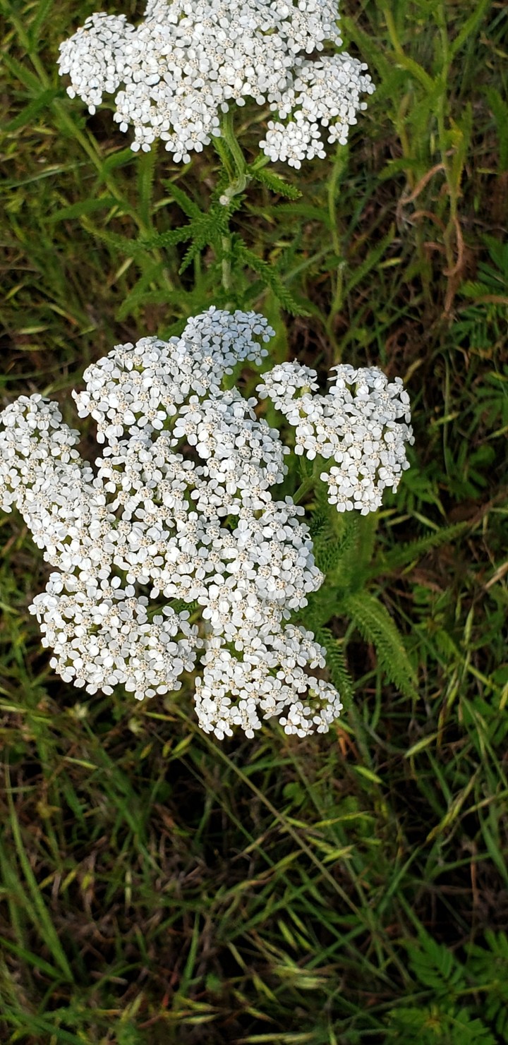 Wild carrot flowers