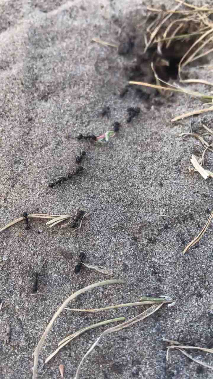 Ants