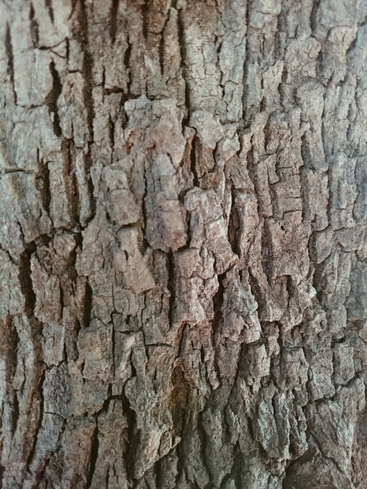 The Wood