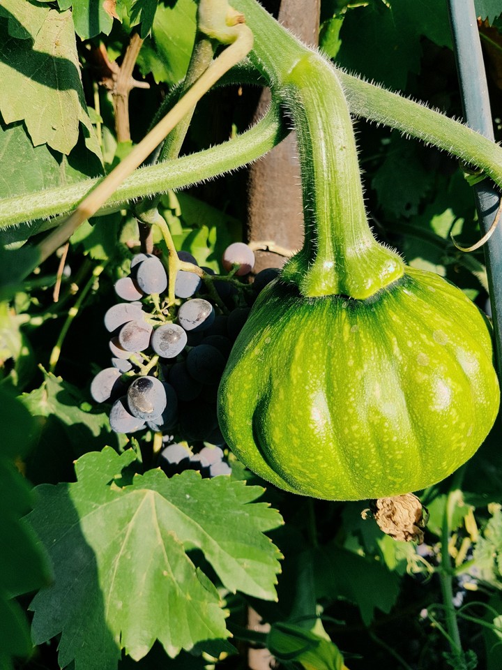 pumpkin