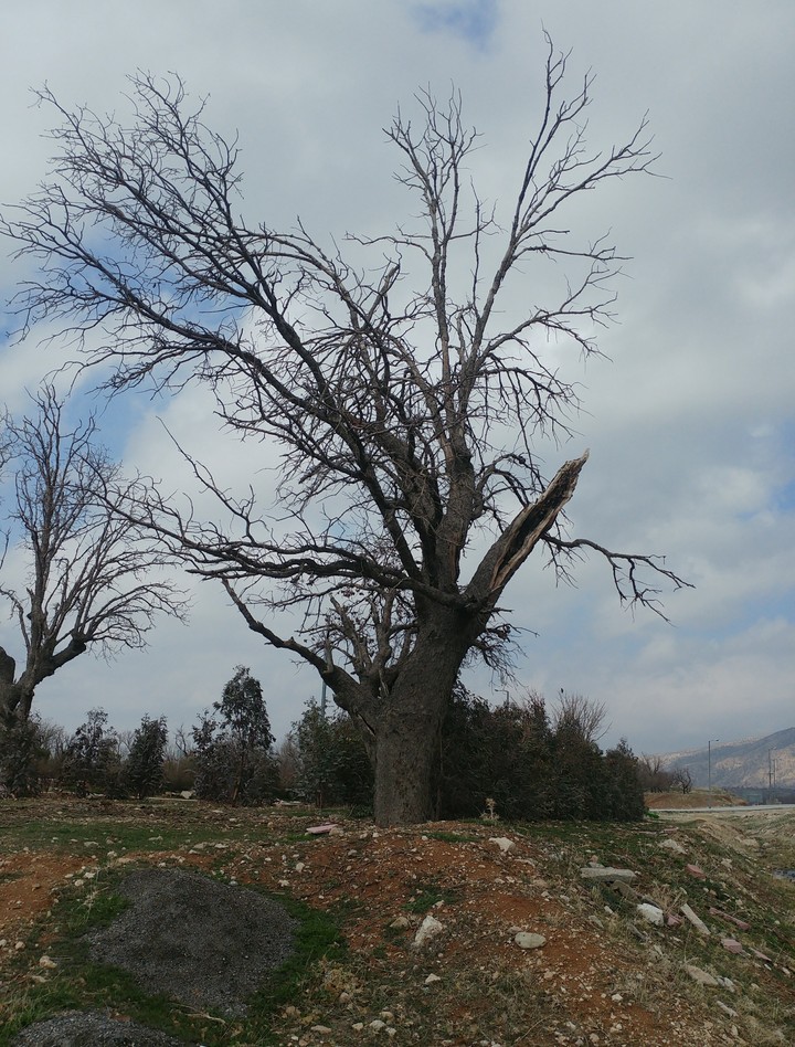 iran_borujerd